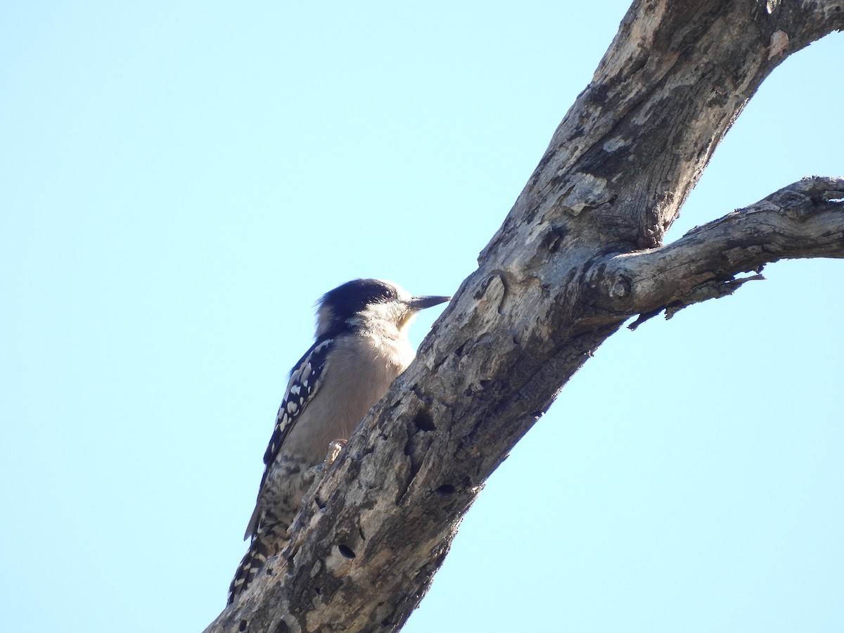 White-fronted Woodpecker - ML655039802