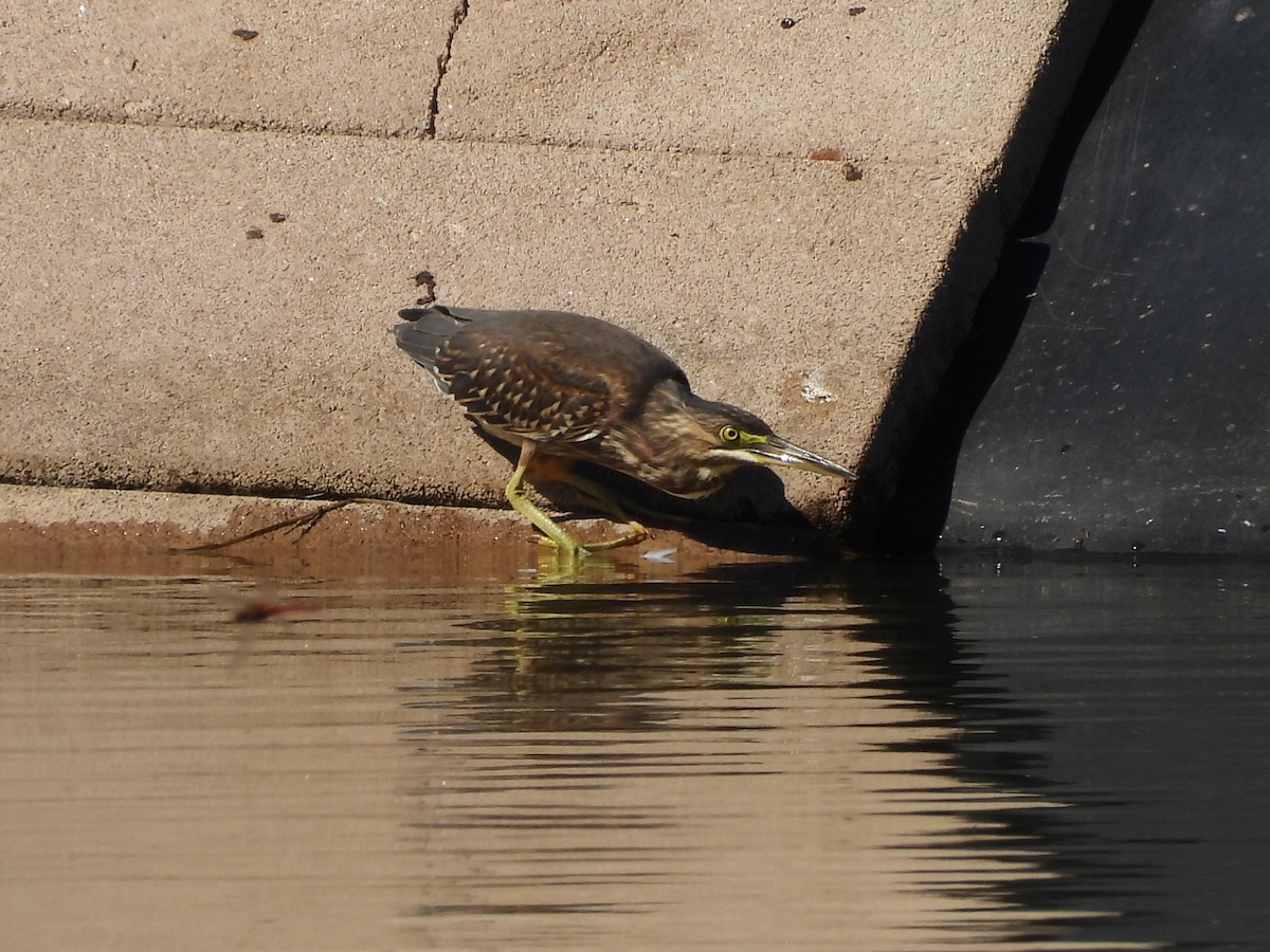 Striated Heron - ML655039826