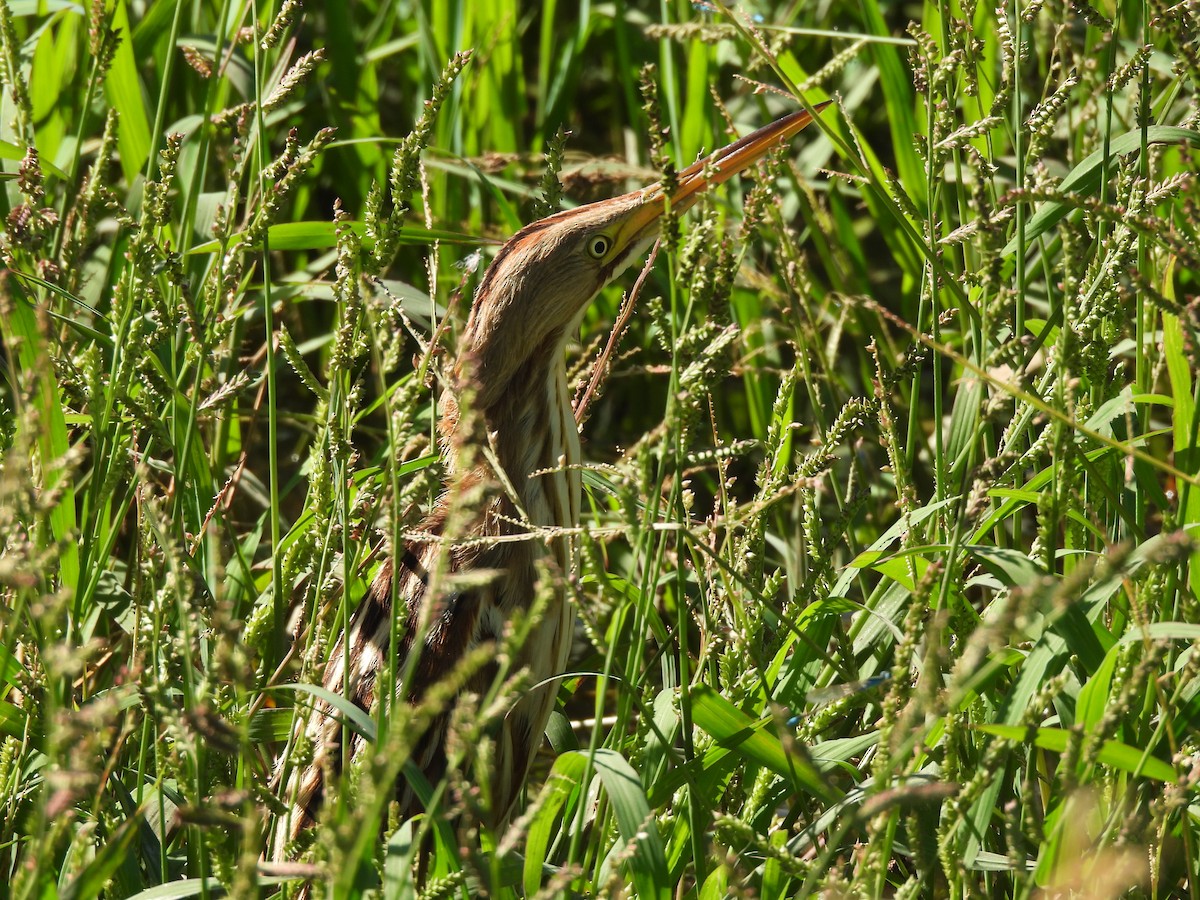 Stripe-backed Bittern - ML655039840