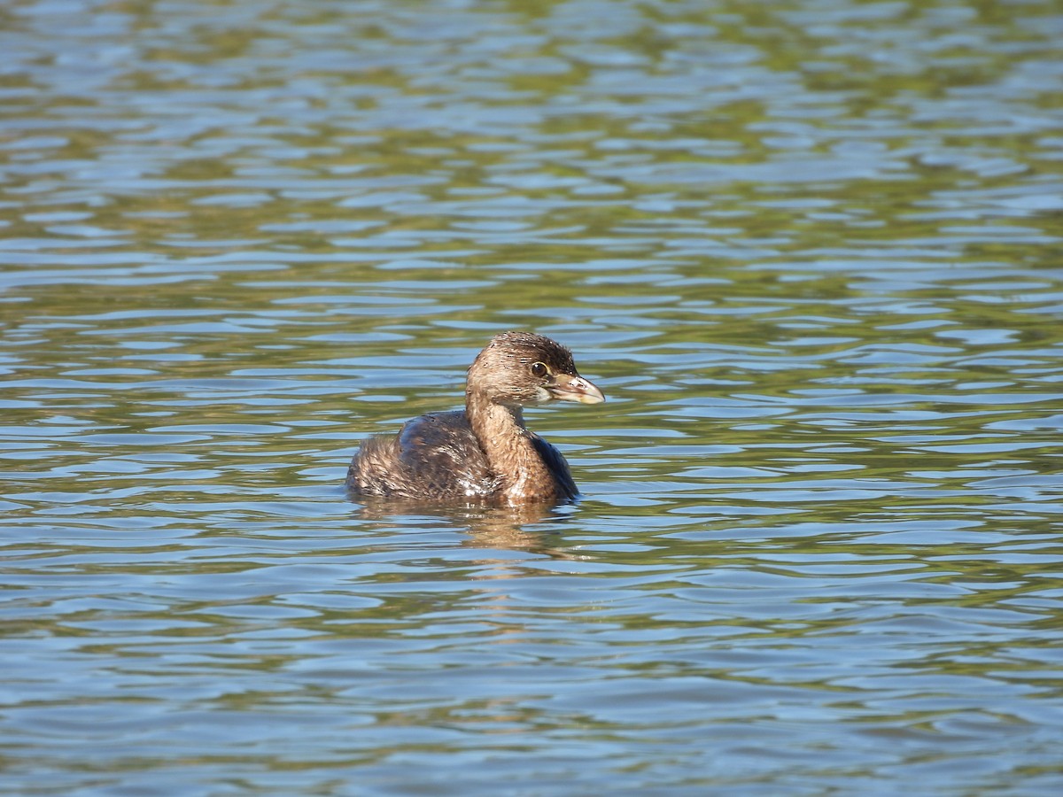 Pied-billed Grebe - ML655039868