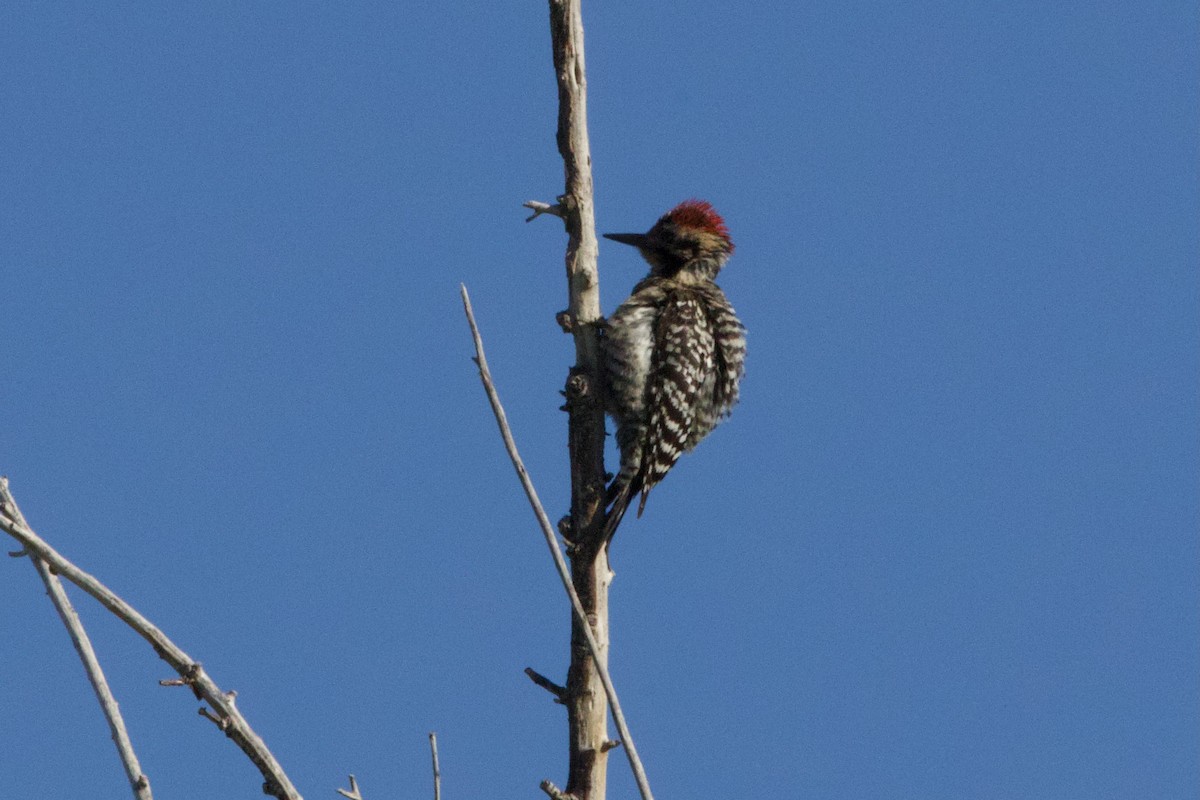 Ladder-backed Woodpecker - ML655039885