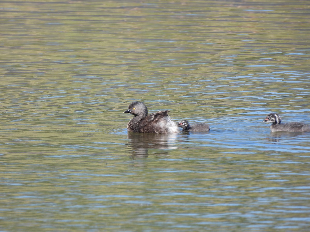 Least Grebe - ML655039925