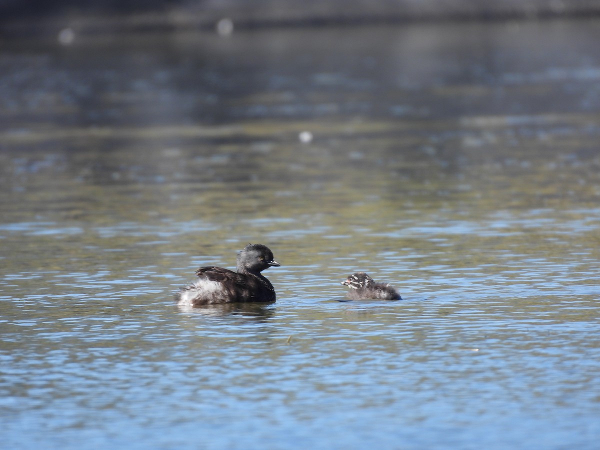 Least Grebe - ML655039989