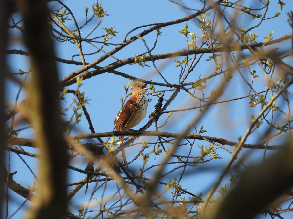 Kahverengi Çöpçü - ML655040013