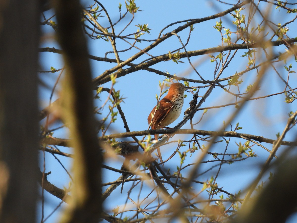 Kahverengi Çöpçü - ML655040016