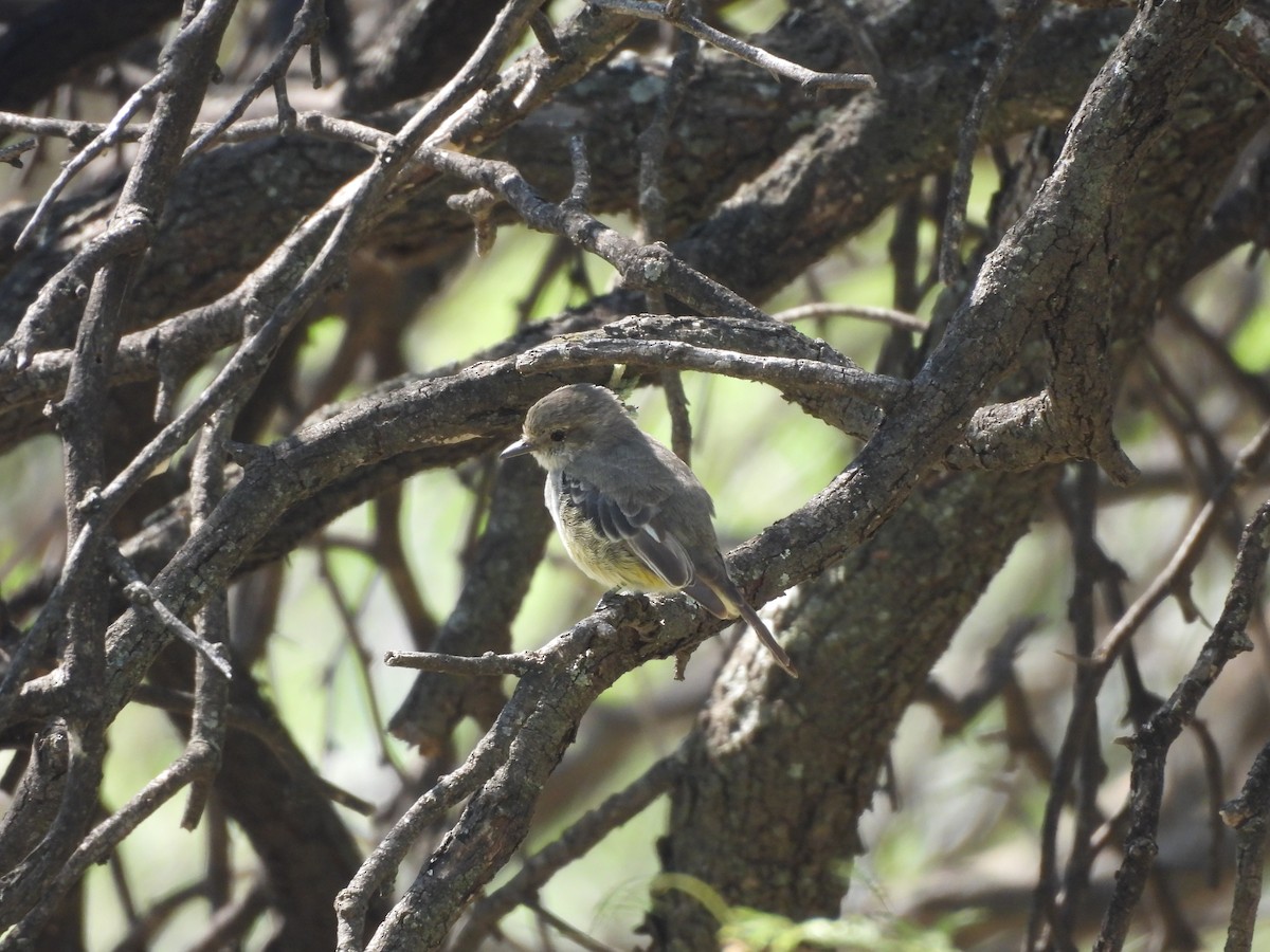 Vermilion Flycatcher - ML655040091