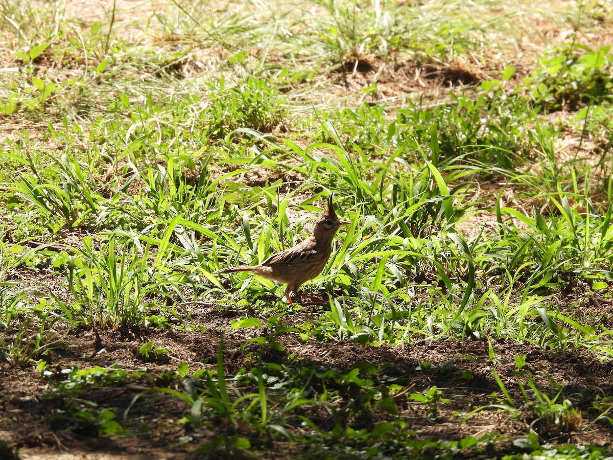 Lark-like Brushrunner - ML655040113