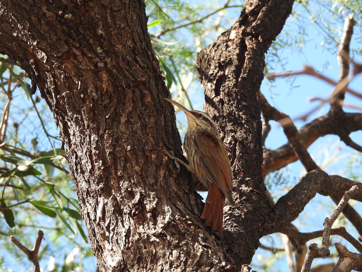 Narrow-billed Woodcreeper - ML655040129