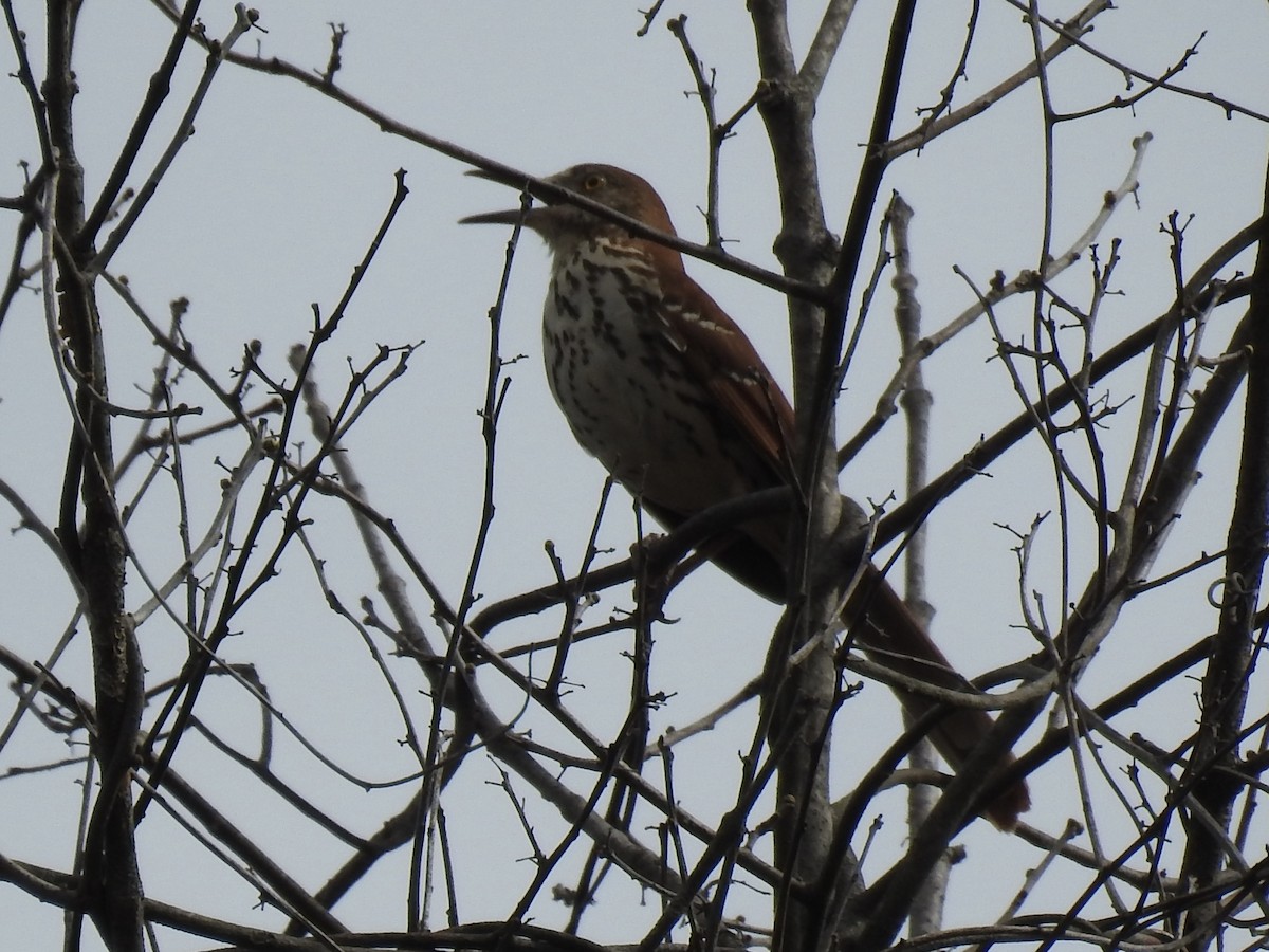 Kahverengi Çöpçü - ML655040683