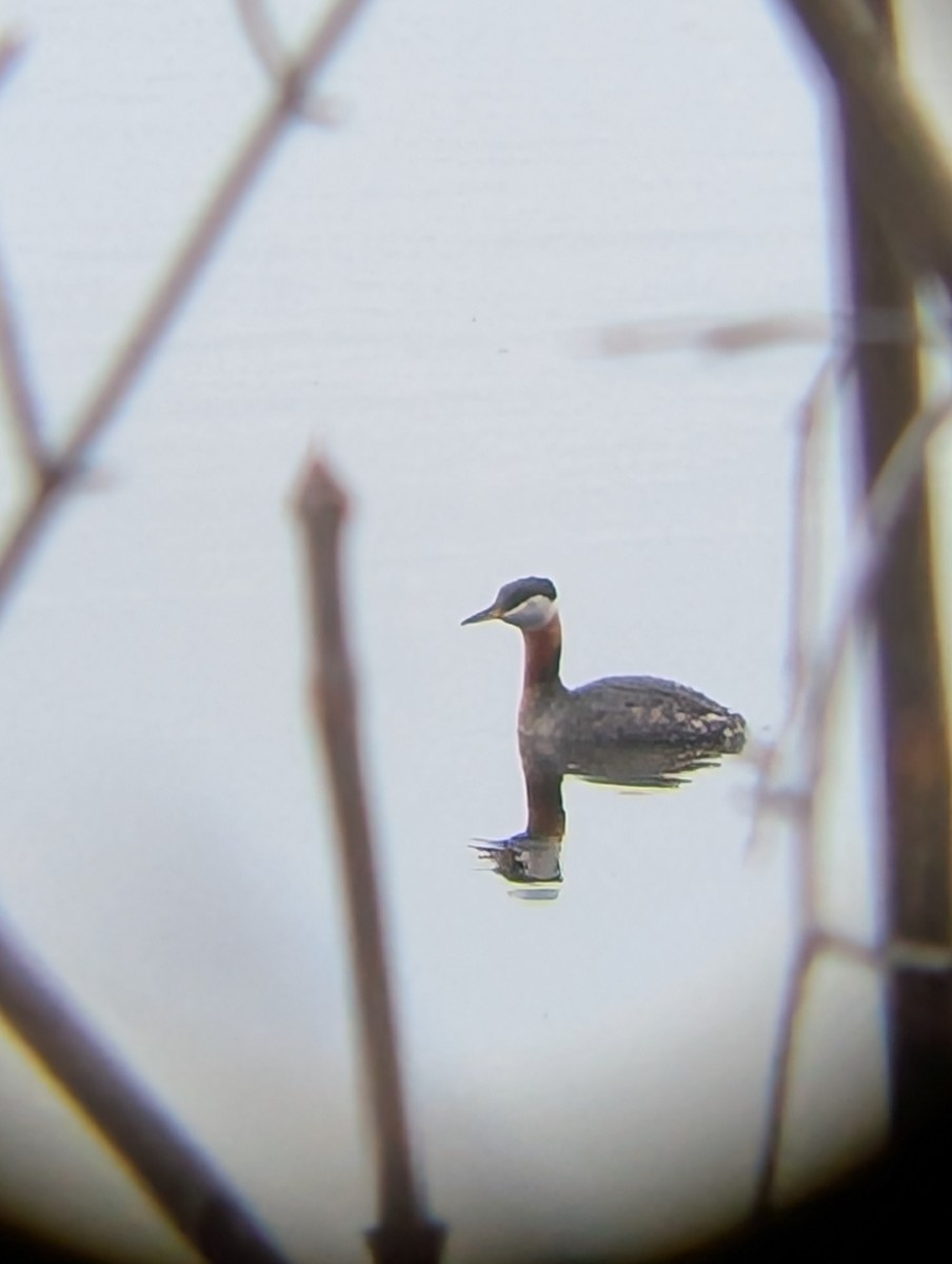 Пірникоза сірощока - ML655040885