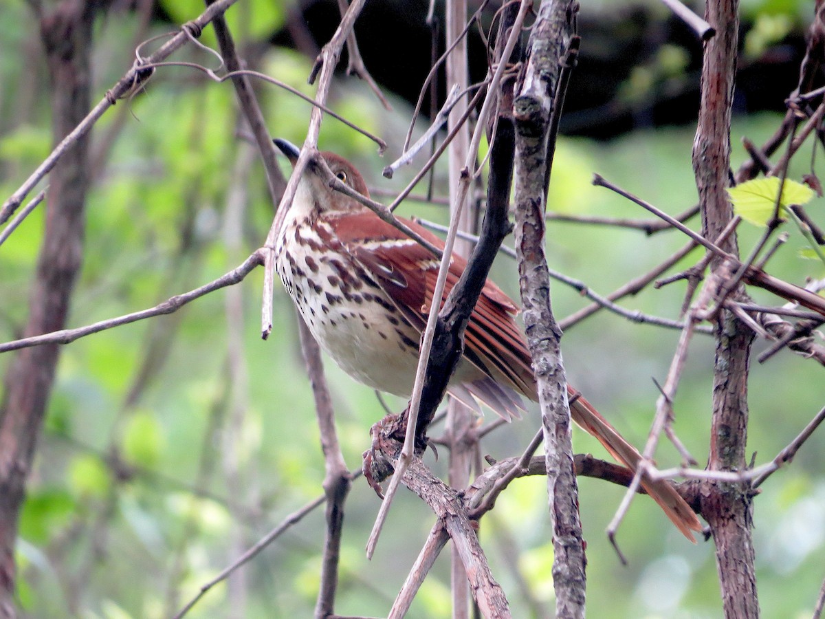 Kahverengi Çöpçü - ML655040978