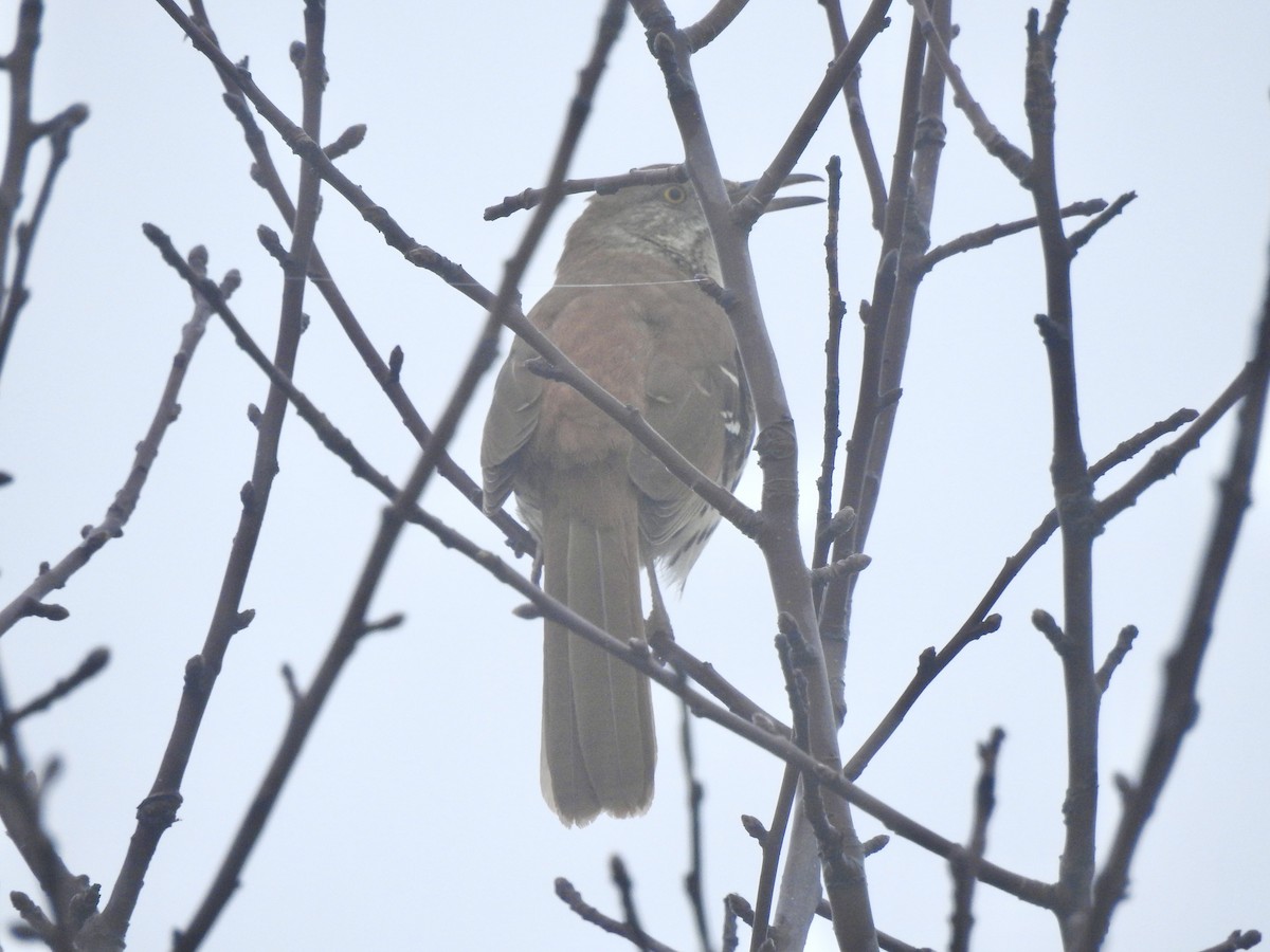 Kahverengi Çöpçü - ML655041101