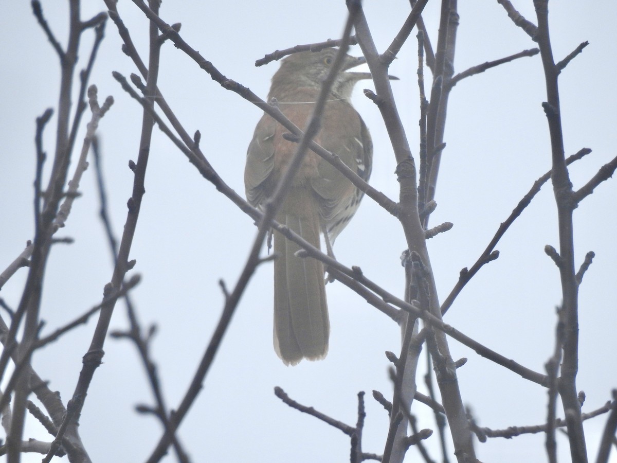 Kahverengi Çöpçü - ML655041102