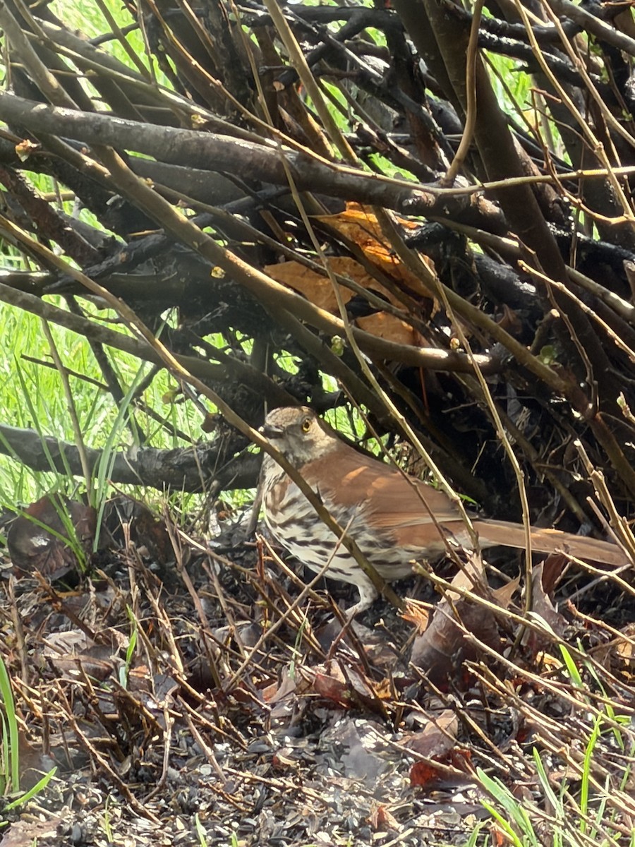 Kahverengi Çöpçü - ML655041165