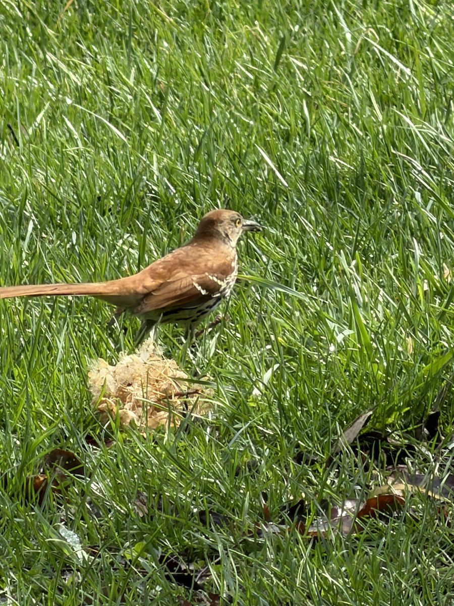 Kahverengi Çöpçü - ML655041166