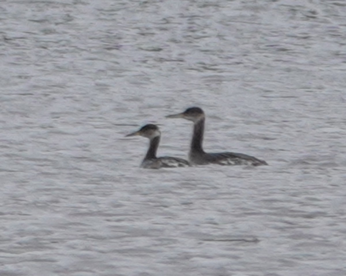 Пірникоза сірощока - ML655041340