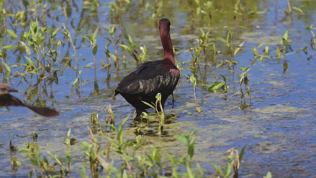 bronseibis - ML655041534