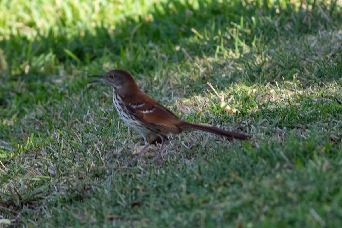 Kahverengi Çöpçü - ML655041654