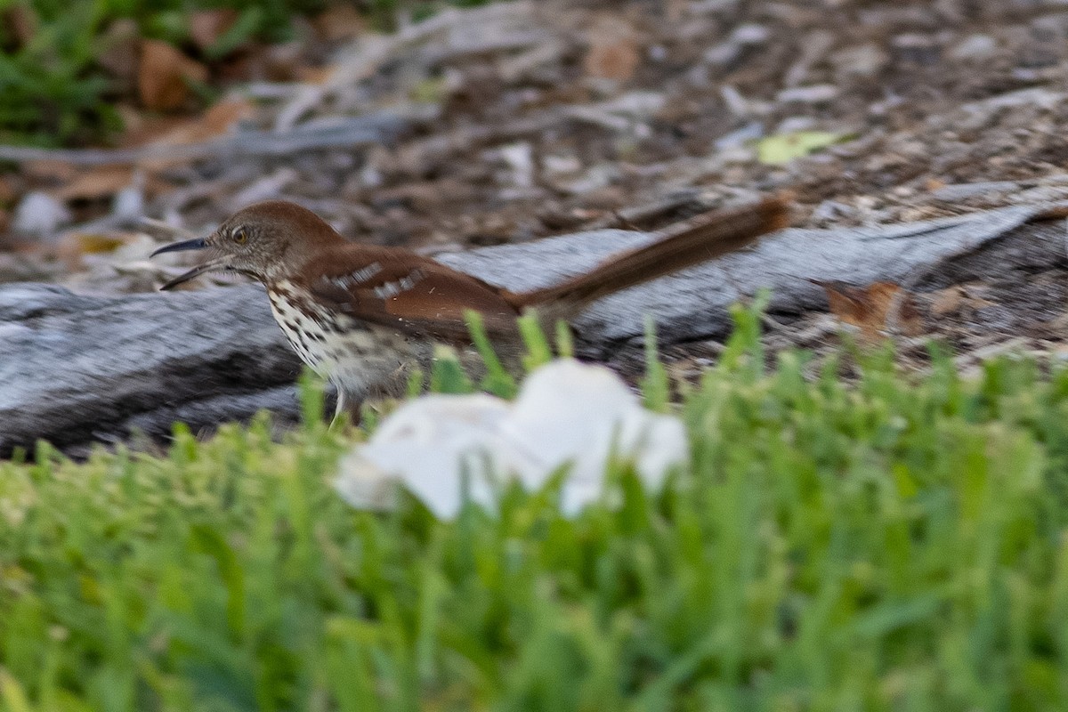 Kahverengi Çöpçü - ML655041655