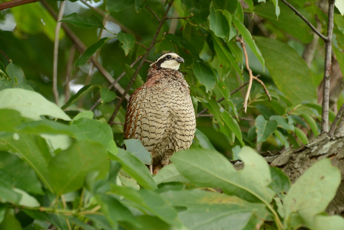 Northern Bobwhite - ML65504191