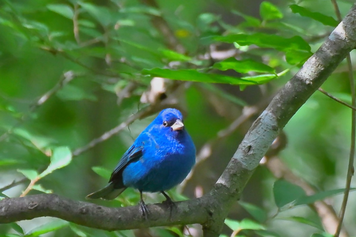 Indigo Bunting - ML655041954