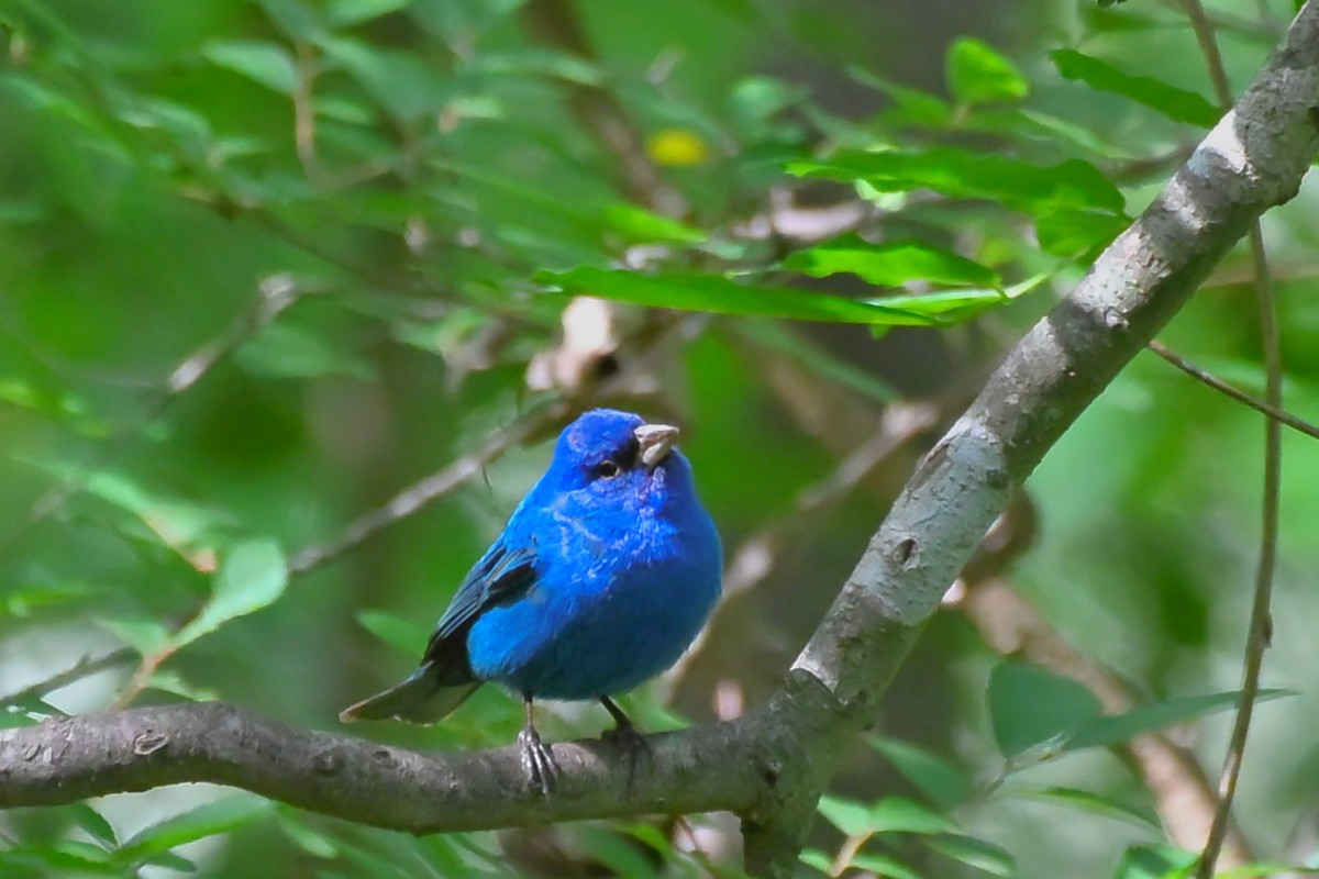 Indigo Bunting - ML655041970