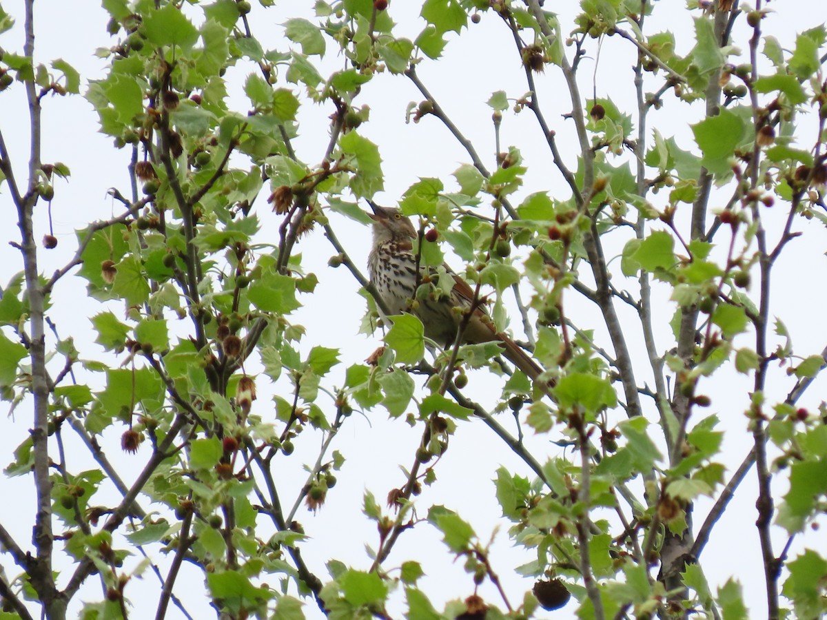 Kahverengi Çöpçü - ML655042088