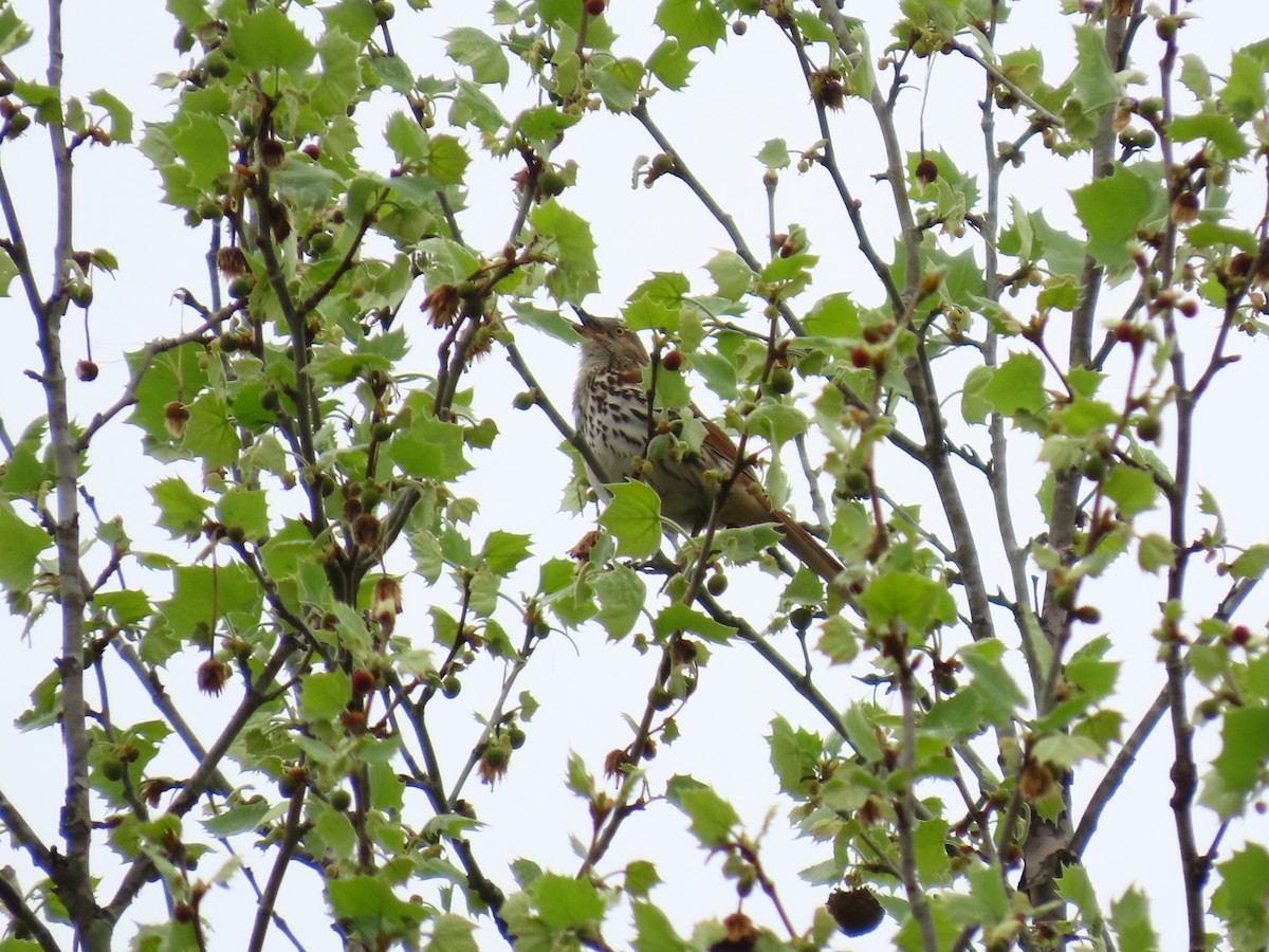 Kahverengi Çöpçü - ML655042089