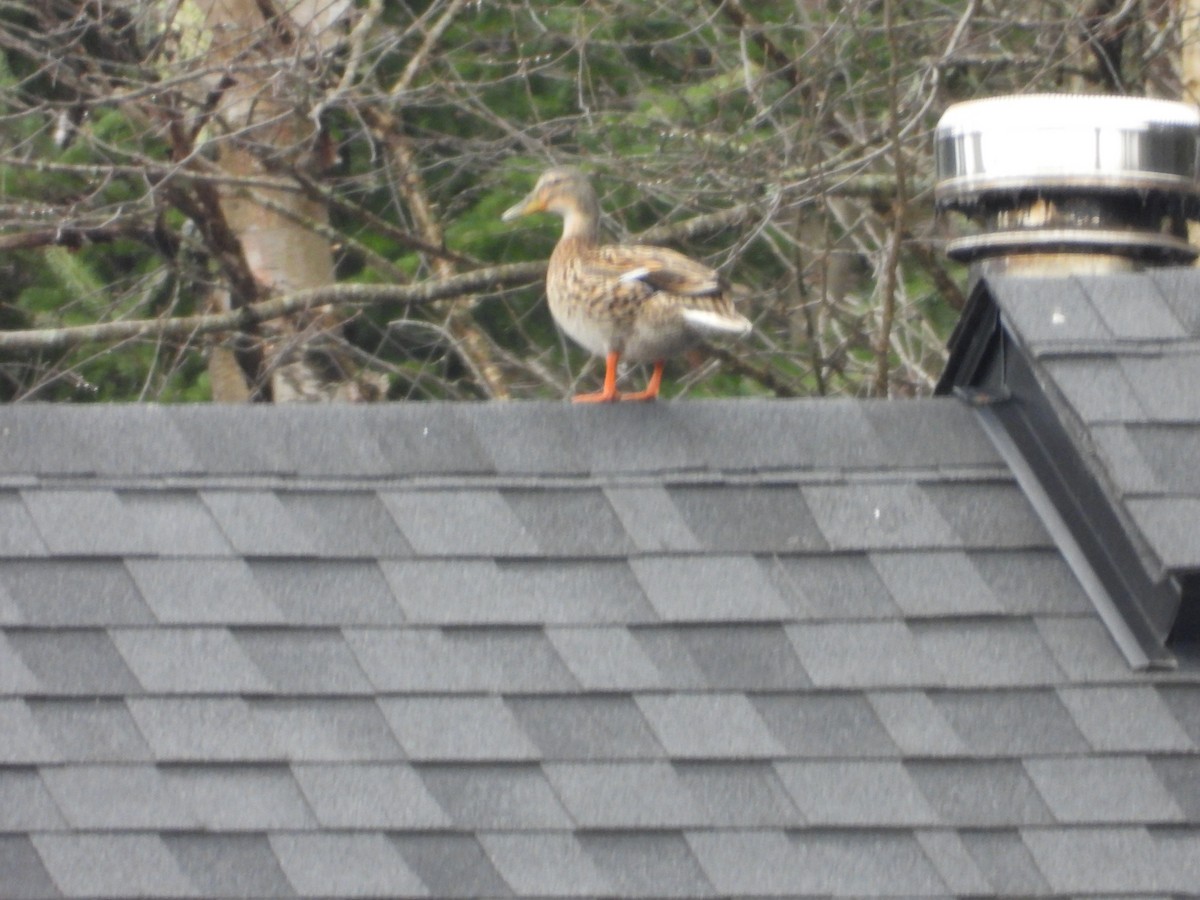 Mallard - ML655042470