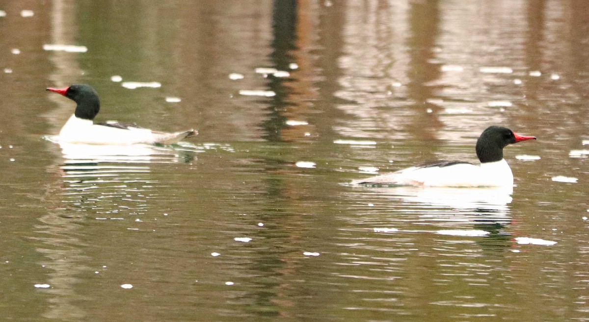 Common Merganser - ML655042738