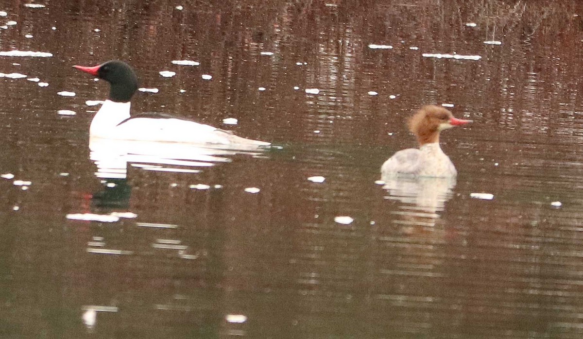 Common Merganser - ML655042744