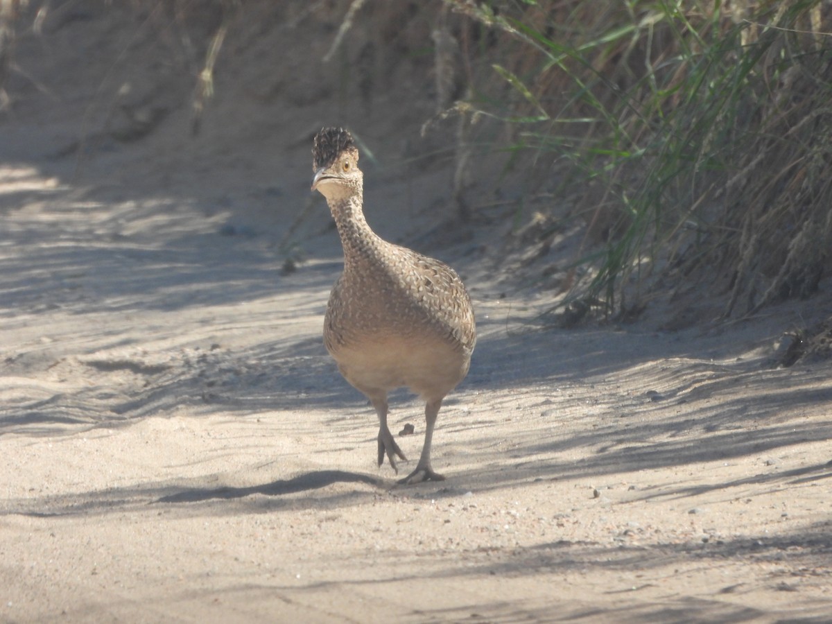 Brushland Tinamou - ML655042745