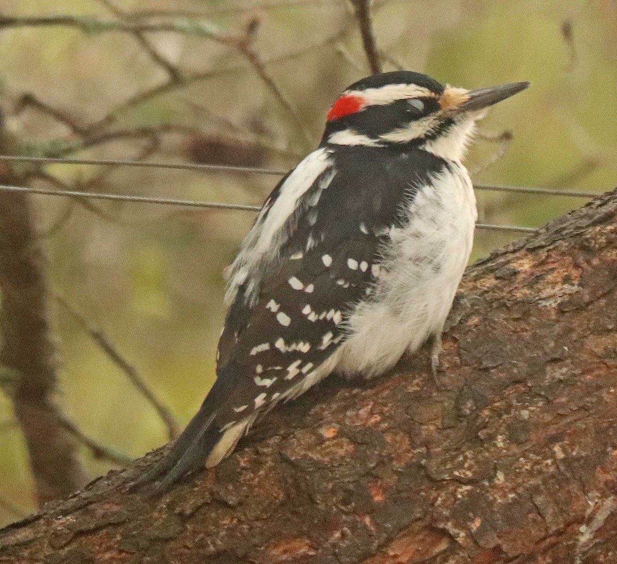 Hairy Woodpecker - ML655042760