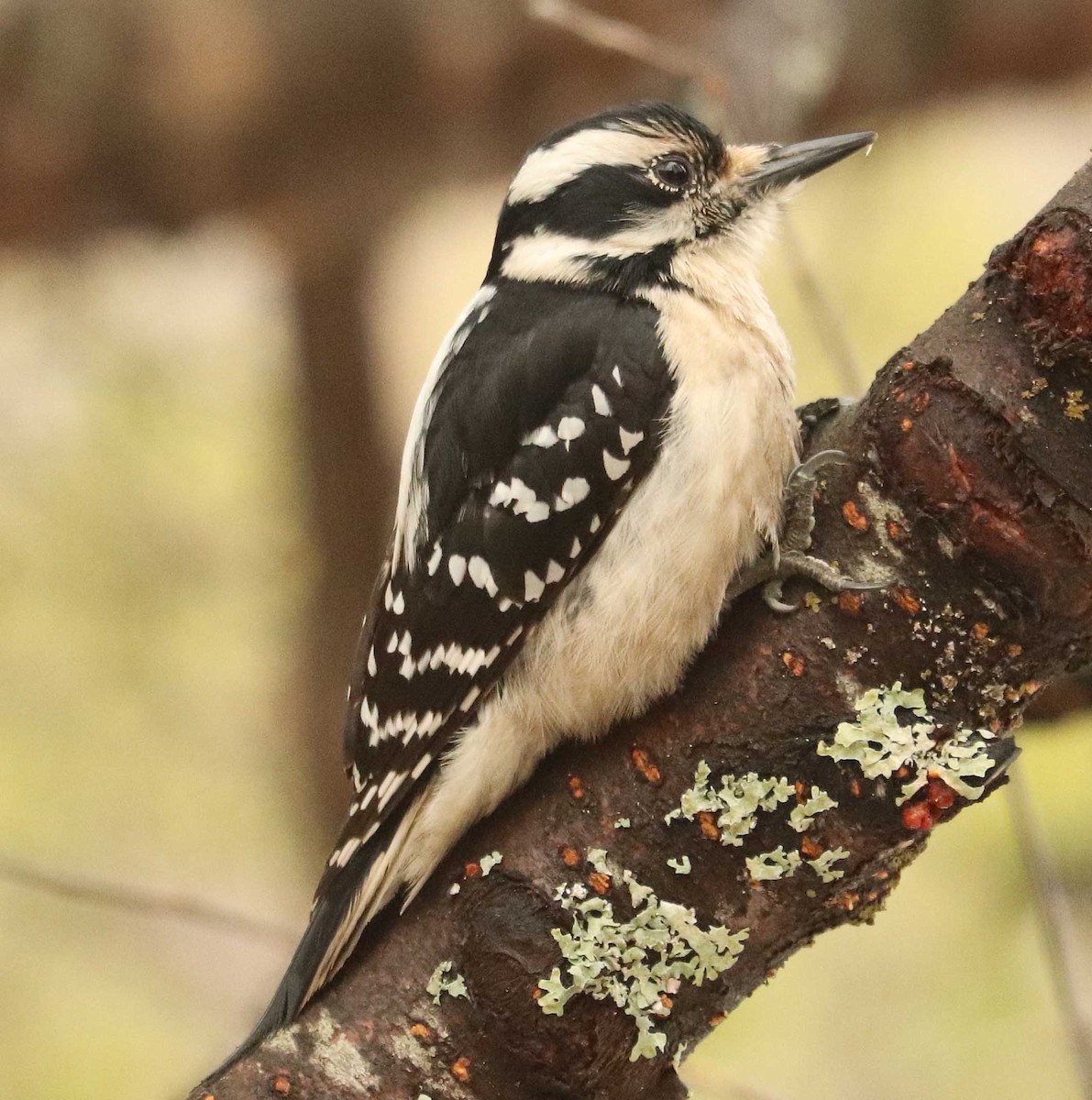 Hairy Woodpecker - ML655042769