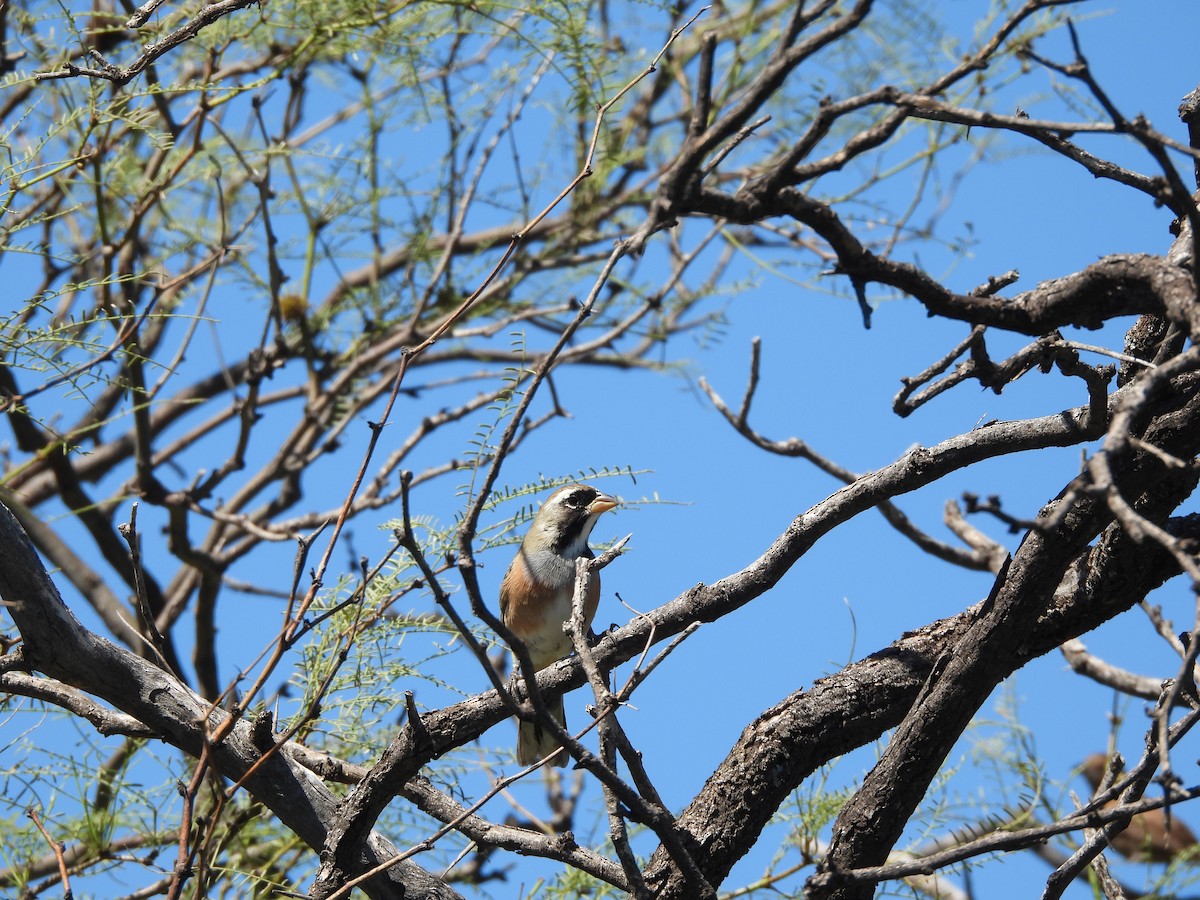 Many-colored Chaco Finch - ML655042793