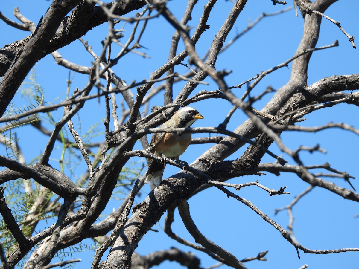 Many-colored Chaco Finch - ML655042794
