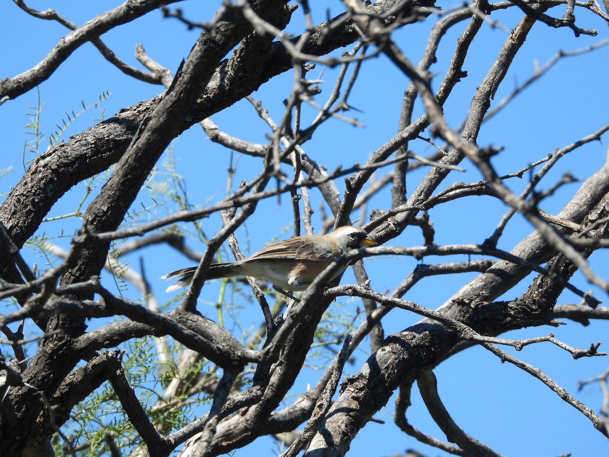 Many-colored Chaco Finch - ML655042850