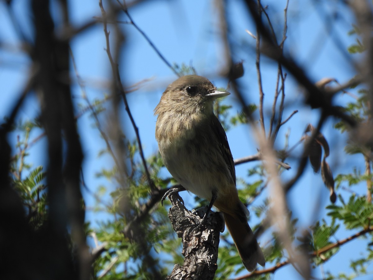White-winged Black-Tyrant - ML655042910