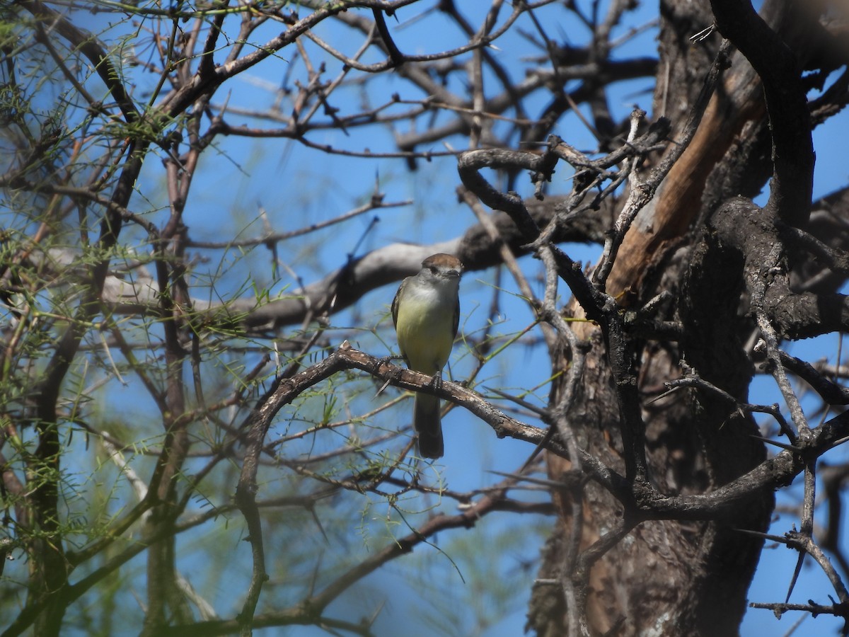 White-naped Xenopsaris - ML655042959