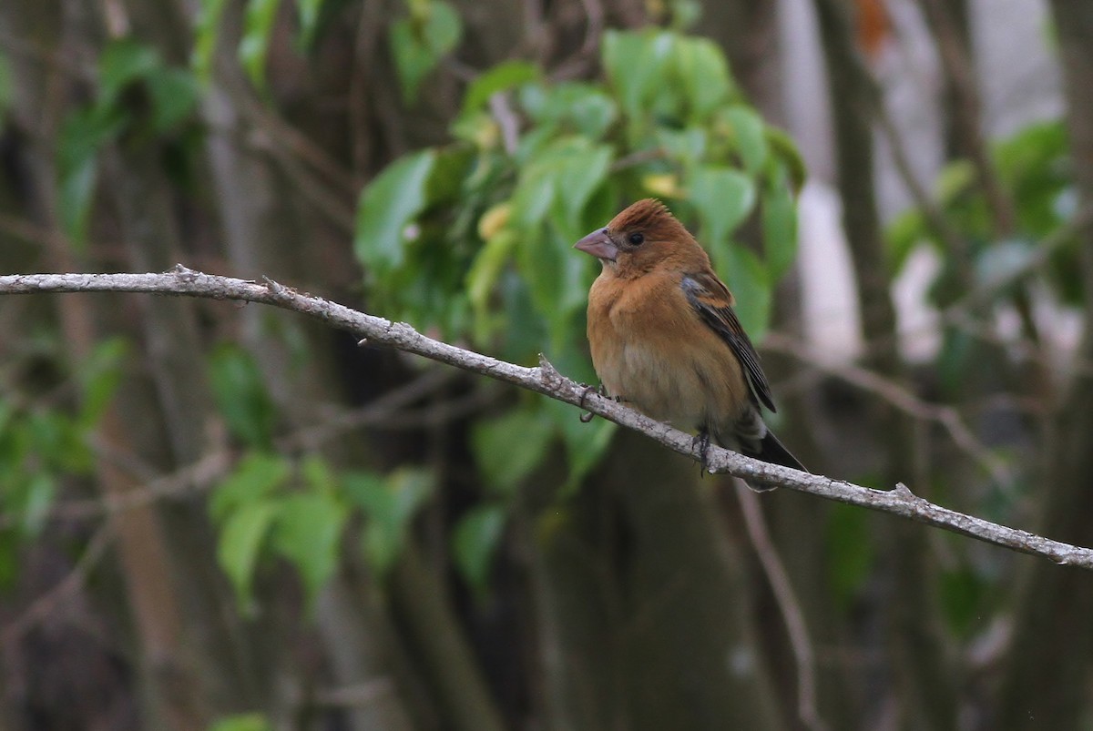 Blue Grosbeak - Alex Lamoreaux