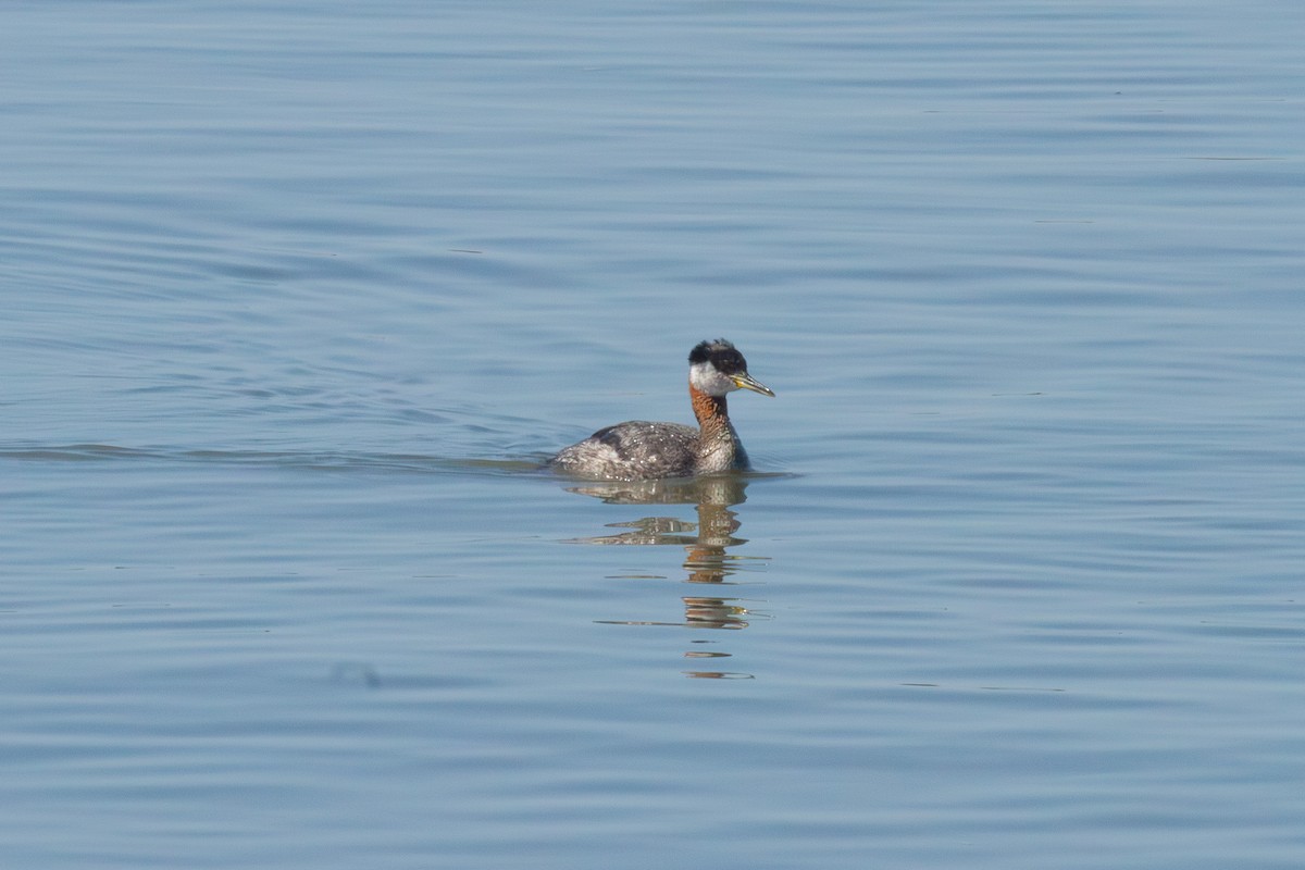 Пірникоза сірощока - ML655043294