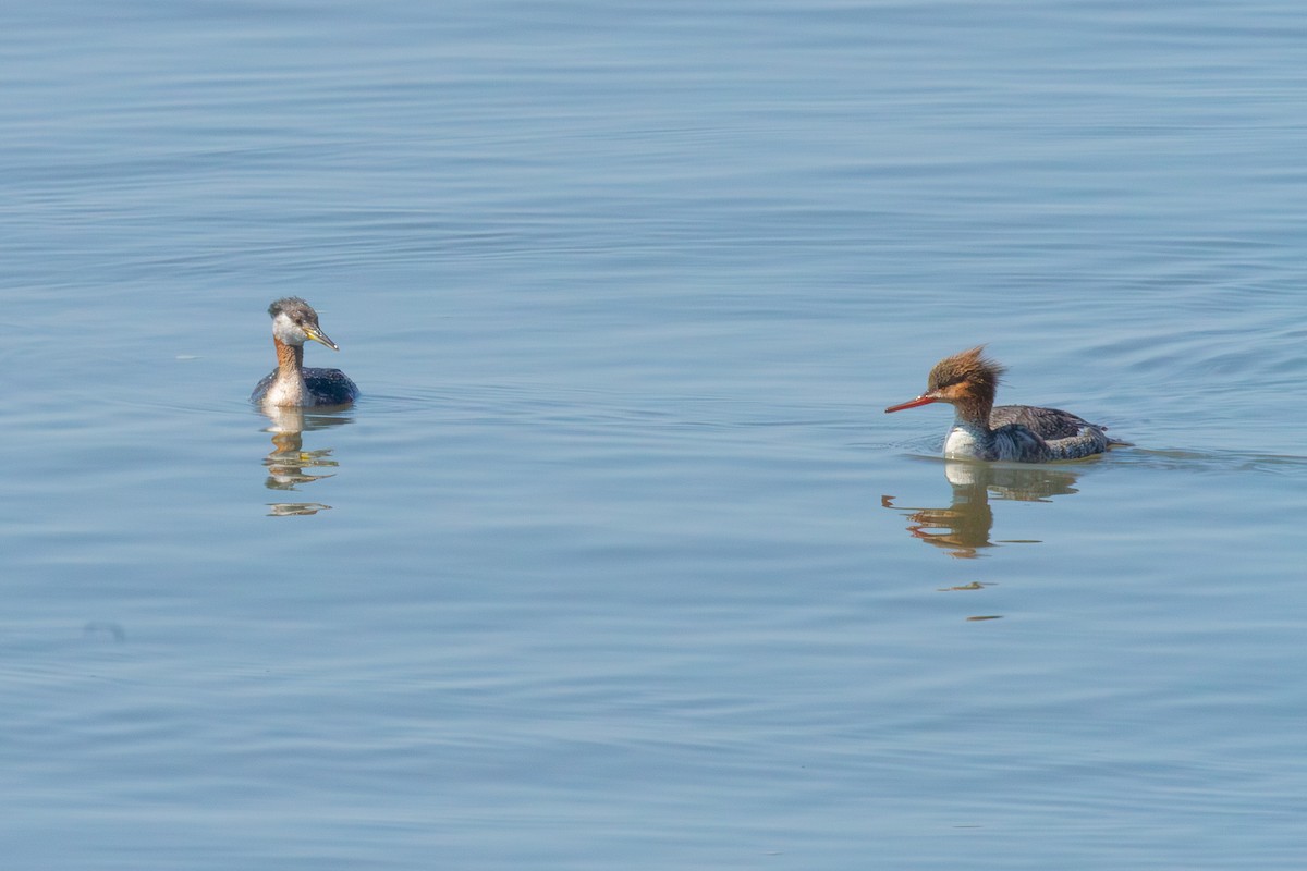 Пірникоза сірощока - ML655043943