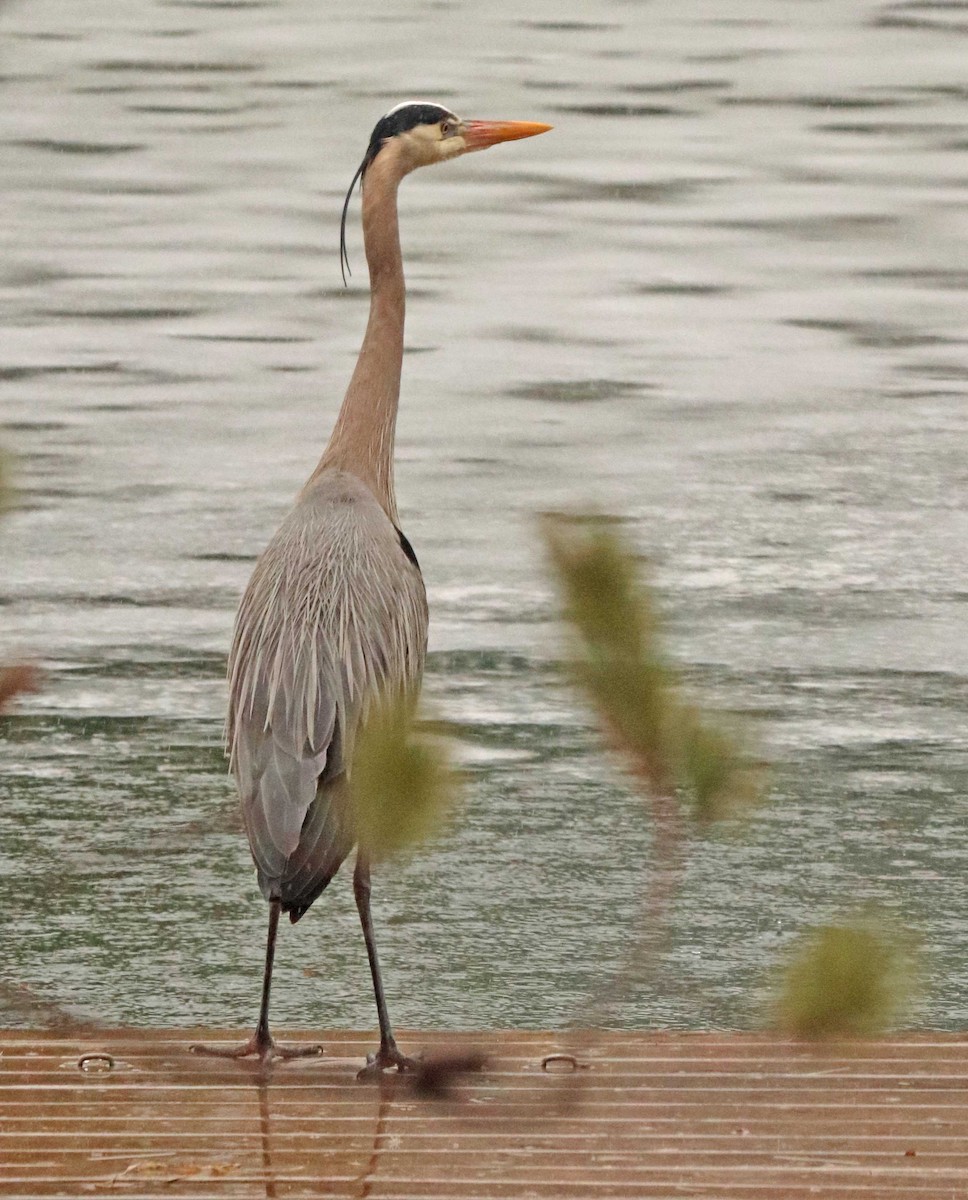 Great Blue Heron - ML655043972