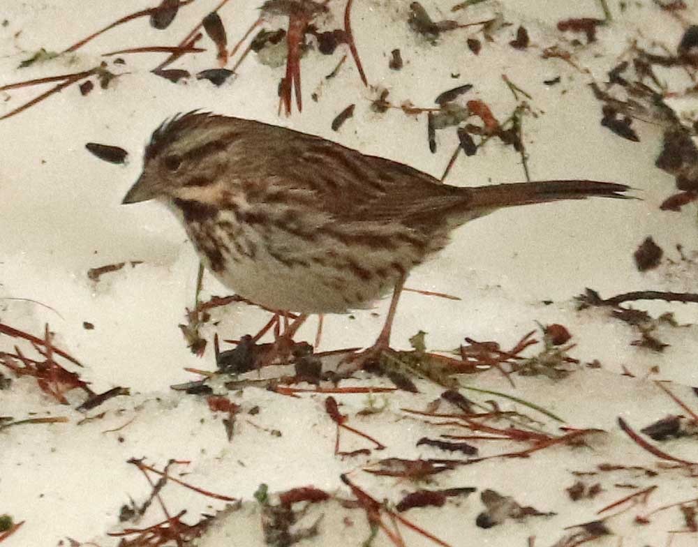 Song Sparrow - ML655043995