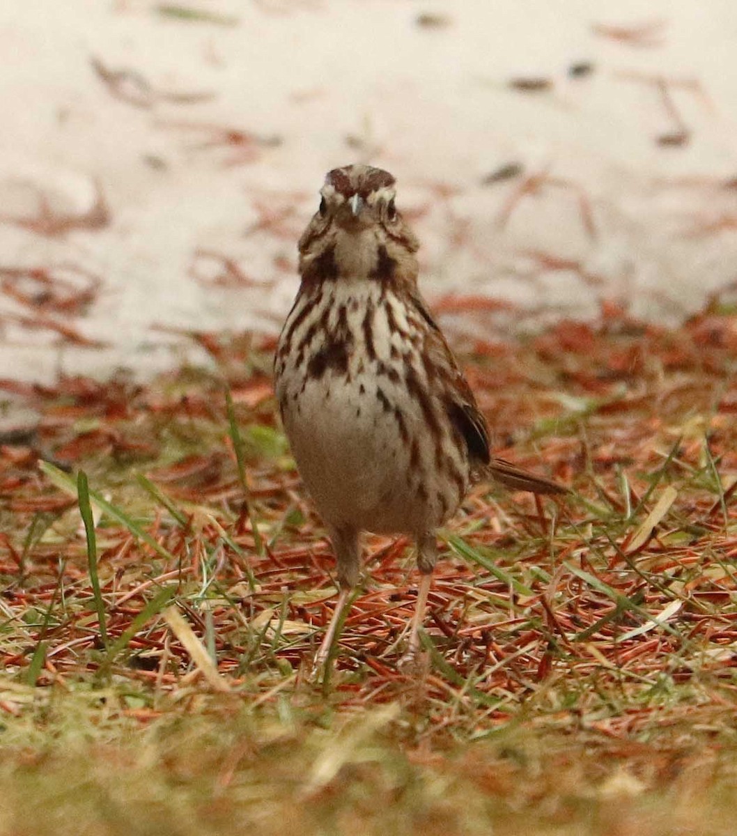Song Sparrow - ML655044022