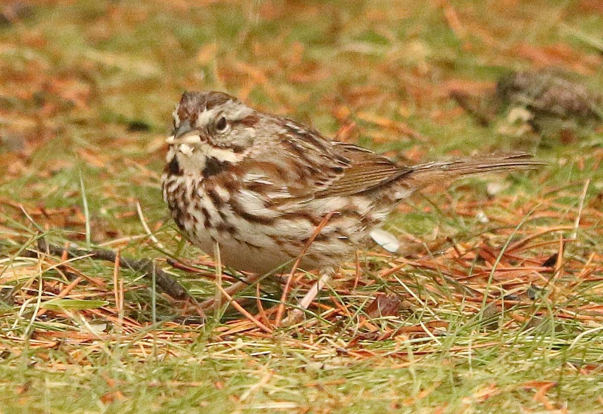 Song Sparrow - ML655044040