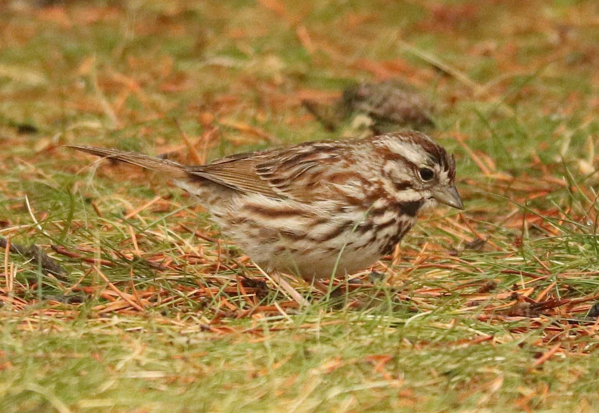 Song Sparrow - ML655044045