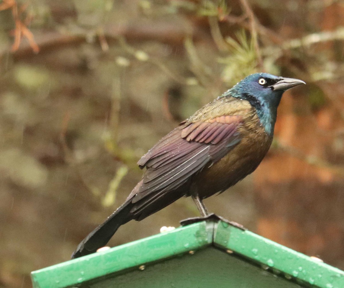 Common Grackle - ML655044088