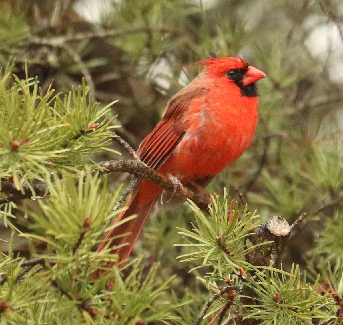 Northern Cardinal - ML655044125