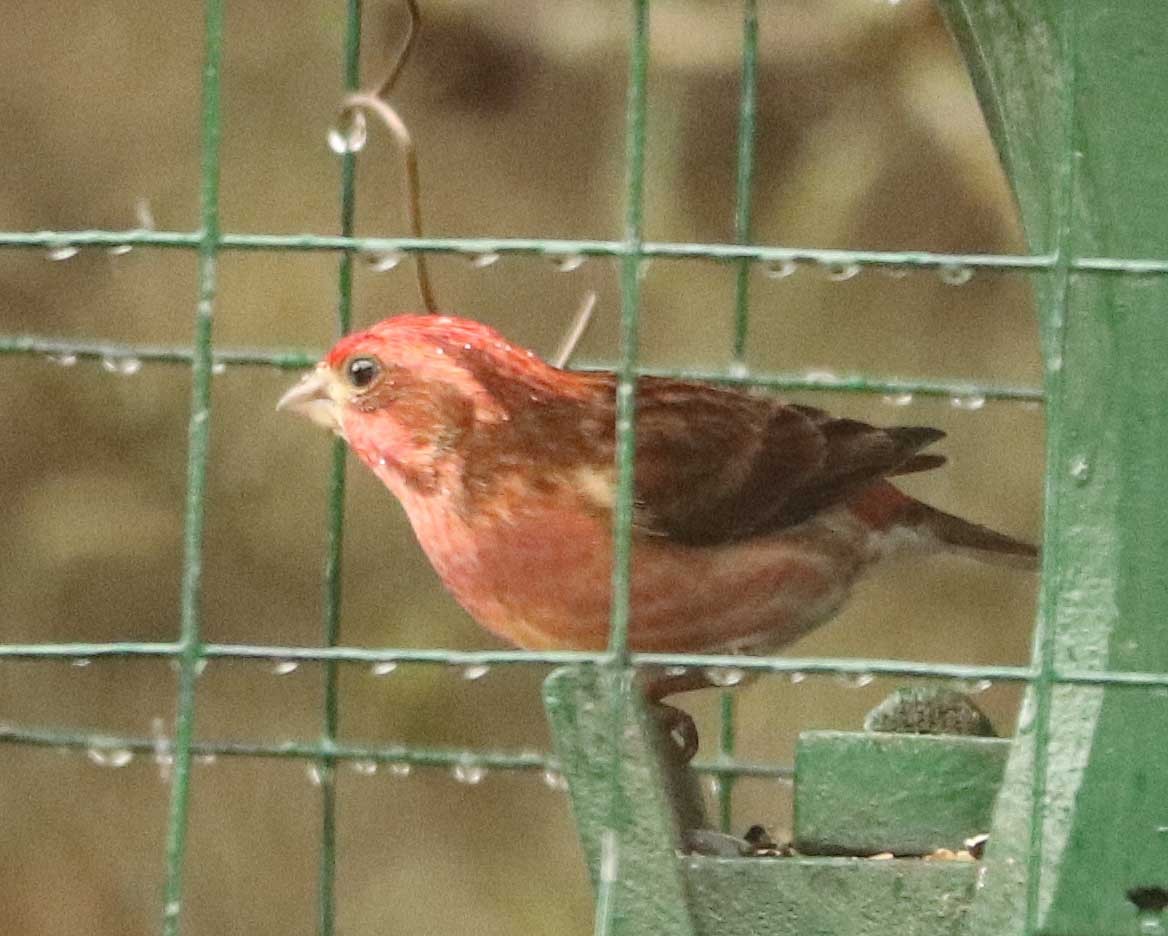 Purple Finch - ML655044148